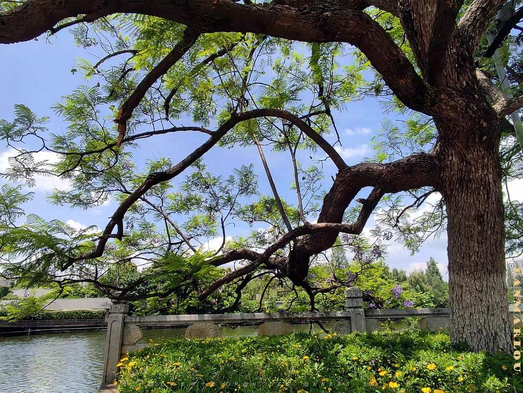 Kunming - Parc Cuihu - 30.jpg